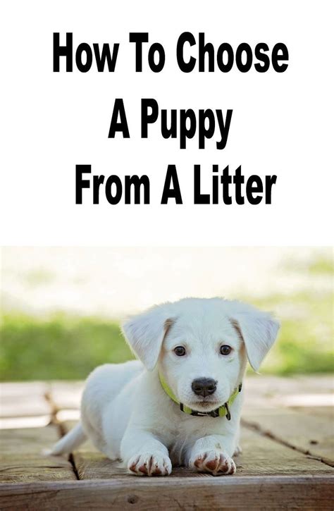 choose puppy   litter stom