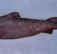 Afbeeldingsresultaten voor "centroscymnus Macracanthus". Grootte: 194 x 138. Bron: www.requins.be