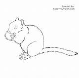 Ground Squirrel Coloring Line Pages Index Squirrel2 Own Color sketch template