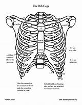 Rib Cage Skeleton Human Bones Anatomy Body Upper Shoulder Ribs Drawing Diagram Parts Ribcage Label Limb Make Model Each Organs sketch template