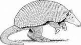 Armadillo Armadillos Coloringbay sketch template