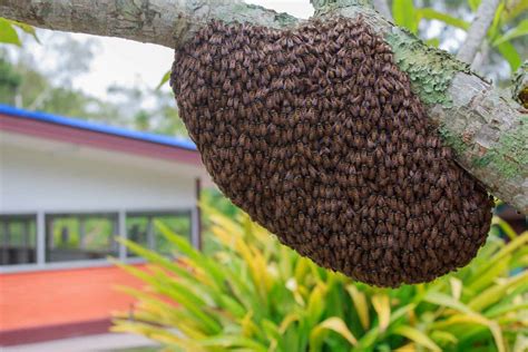 capturing  installing  swarm  bees