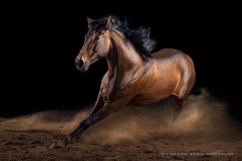 horse photography px