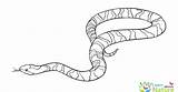 Snake Coloring Pages Snakes Color sketch template