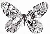 Zentangle Tangled Butterflies Zendoodle Farm2 Holocaust Dragonflies Zentangles sketch template