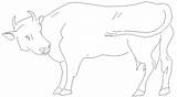 2d Cow Animal Drawings Dwg Cattle Elevation  Block Cadbull Description sketch template