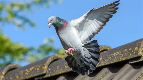 pigeons galluvet oiseaux  volaille