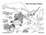 Coloring Animals Ocean Habitat Pages Animal Drawing Habitats Activity Sea Forest Printable Nature Diorama Sheets Food Print Pdf Chain Kids sketch template