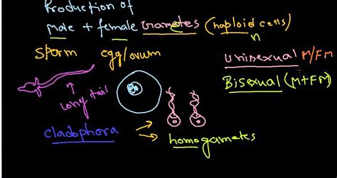 Sexual Reproduction Cbse Biology Class 12 Ncert