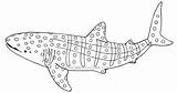 Whale Shark Coloring Clipart Pages Printable Kids Sharks Clipground sketch template
