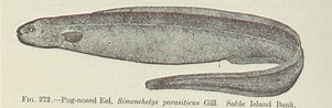 Afbeeldingsresultaten voor Simenchelys parasitica Stam. Grootte: 301 x 98. Bron: varietyoflife.com.au
