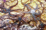 Afbeeldingsresultaten voor "mediomastus Fragilis". Grootte: 150 x 100. Bron: european-marine-life.org