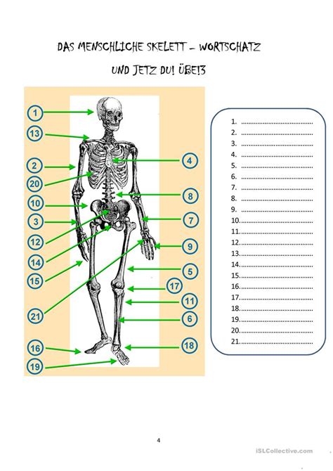 das menschliche skelett arbeitsblatt kostenlose daf