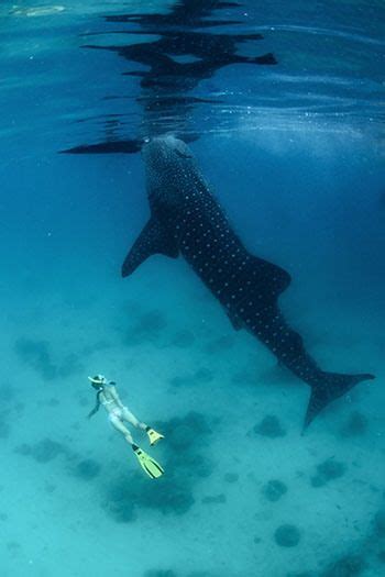 holbox mexico s secret island paradise travel in midlife and beyond swimming with whale