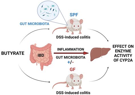 ijms  full text effect  dss induced ulcerative colitis
