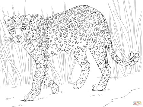 leopard coloring pages   leopard coloring pages png