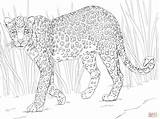 Leopard Coloring African Pages Animals Colouring Printable Animal Safari Clipart Color Leopards Kids Print Drawing Sheet Caracal Collection Library Comments sketch template
