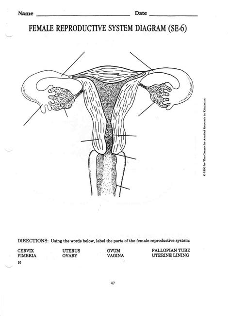 diagrams  female reproductive system  diagrams