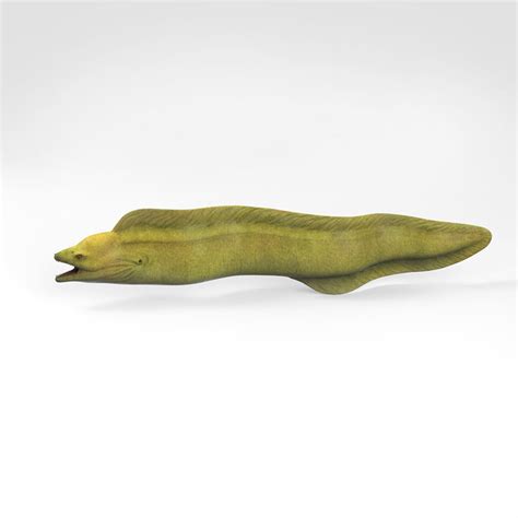 eel green model