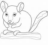Chinchilla Coloring Pages Chinchillas Sits Branch Print Template Printable Tailed Long Kids Categories sketch template