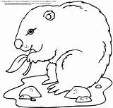 Pages Groundhog Coloring Preschoolers Getcolorings sketch template