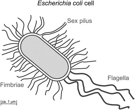fimbriae bacterial bacterial fimbriae bacterial pili