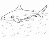 Shark Requin Bull Squalo Bullenhai Bouledogue Tigre Ausmalbild Animali Squali Sharks sketch template