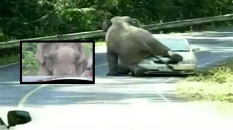 Horny Elephant Tries To Have Sex With A Car In Khao Yai National Park