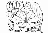 Magnolia Coloring Southern Flower Pages Drawing Printable Flowers Template Templates Drawings Categories Getdrawings sketch template