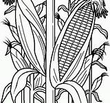 Coloring Pages Maize Printable A4 Online sketch template