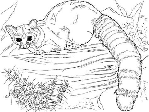 nature cat coloring pages  cats coloring pages printable cats