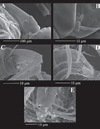 Afbeeldingsresultaten voor "sclerochilus Schornikovi". Grootte: 143 x 185. Bron: www.researchgate.net