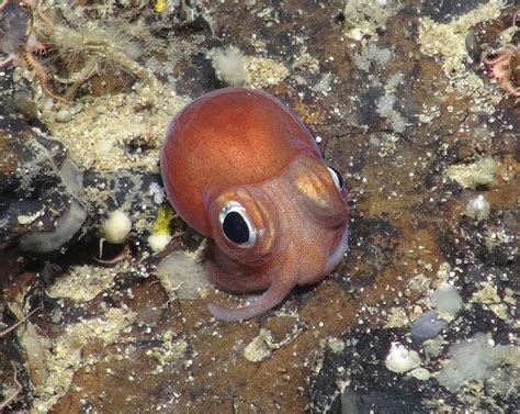 trawling  destroying  deep sea coral gardens   planets oldest living creatures