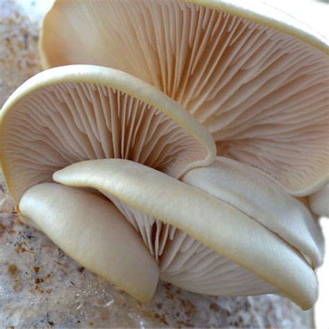 pleurote de lorme seringue de culture liquide hypsizygus ulmarius mycocultures mushrooms