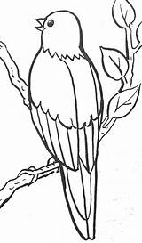 Oiseau Branche Oiseaux Coloriages Colorier Fleur Perche Paradis Dessiner Buzz2000 sketch template