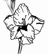 Colorat Planse Gladiole Fise Floare Gladiola sketch template