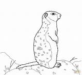Ground Squirrel Arctic Coloring Rock Pages Clipart Stands Drawing Clipground Click Color sketch template