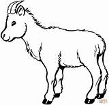 Goat Coloring Billy 12kb 1500 Drawings sketch template
