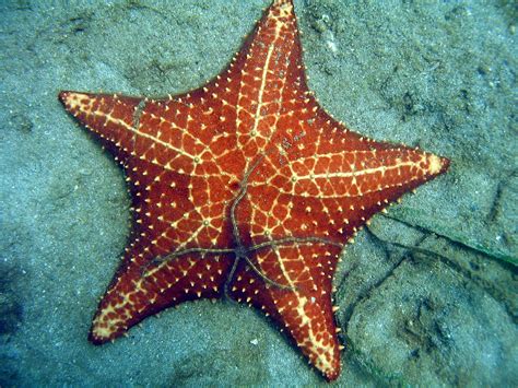 sea stars disappear  beach  panama huffpost