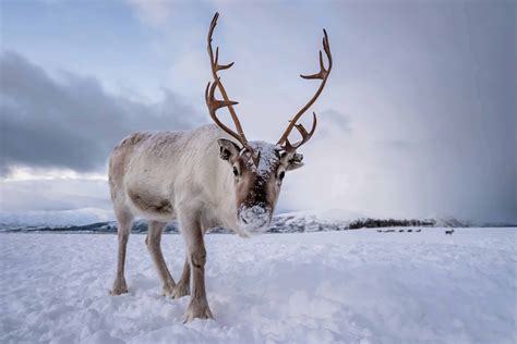 reindeer facts     rudolph factsnet
