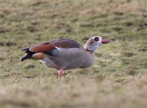 nature  shetland wandering wildfowl