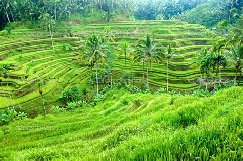 The Rice Fields In Ubud Bali Are Magnificent I Love To Sip My Tea