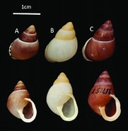 Afbeeldingsresultaten voor "phyllophorus Holothurioides". Grootte: 181 x 185. Bron: www.researchgate.net