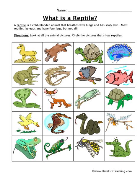 reptile classification worksheet  fun teaching
