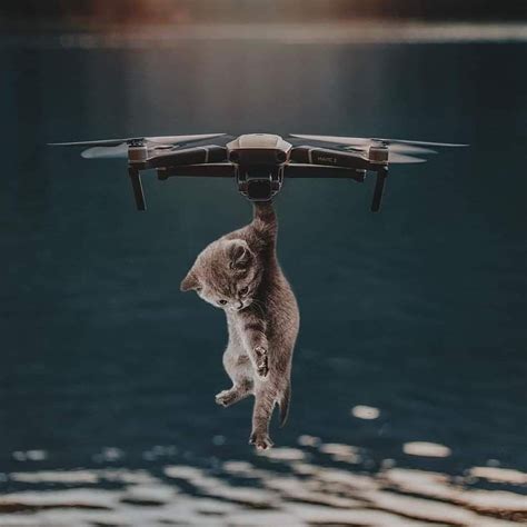 perfect drone cute cats funny animals animals