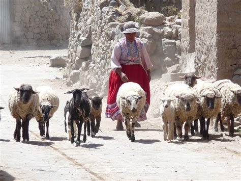 sheep herder photo
