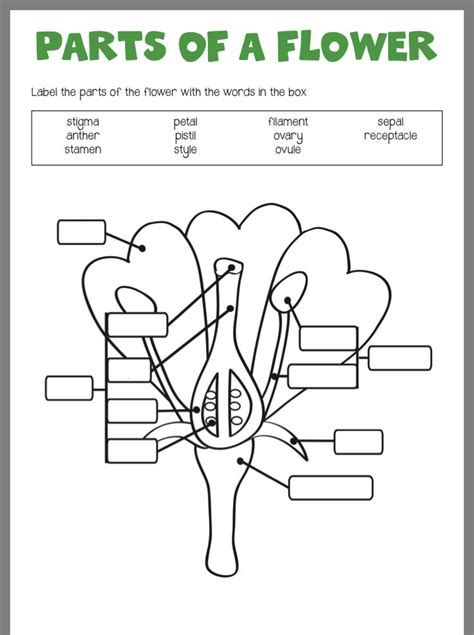 printable parts   flower worksheet