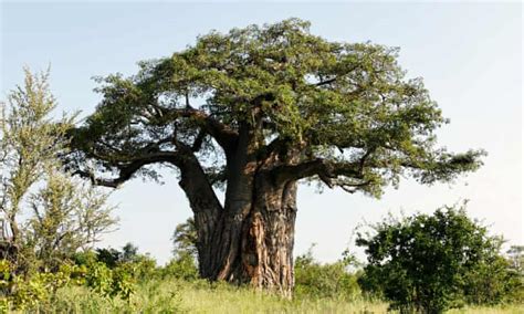 giant african baobab trees die suddenly after thousands of years