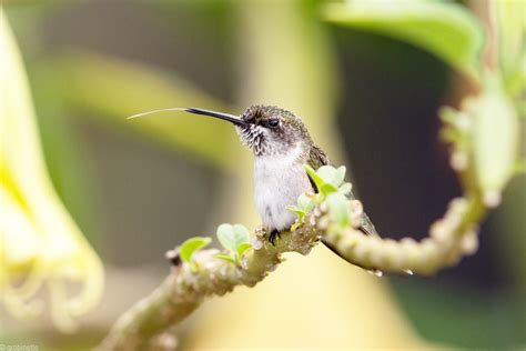 ruby throated hummingbird audubon field guide