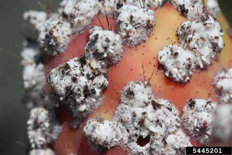 cochineal scales dactylopius spp  pricklypearcholla opuntia spp